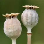 Jak nowoczesne kalkulatory biurowe poprawiają efektywność pracy księgowych